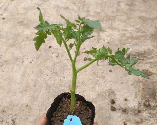 西红柿苗怎么种植（西红柿种植技术要点）