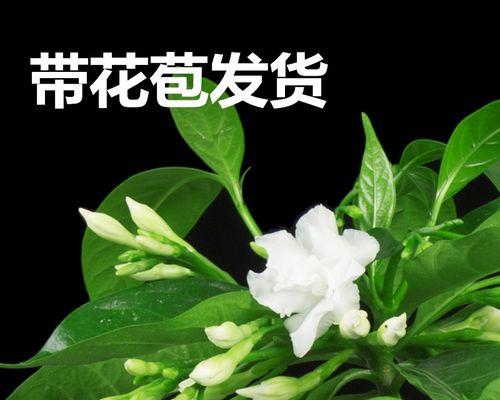 丁香花什么时候开花（有关丁香花的开花时间）