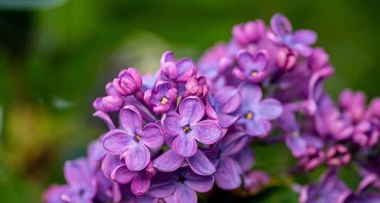 丁香花什么时候开花（有关丁香花的开花时间）