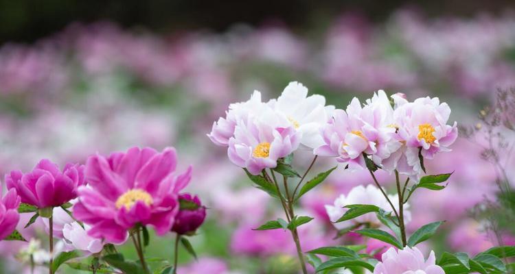 冬天开的花有几种（适合冬天养的六种花）