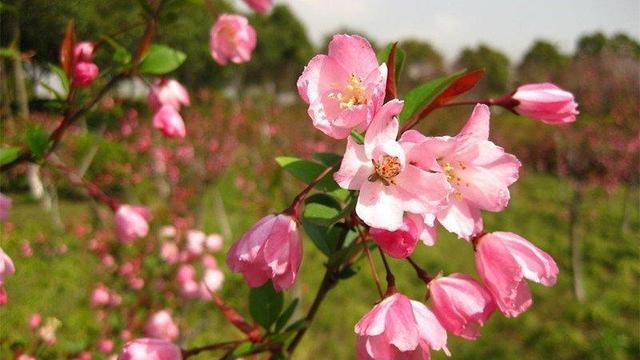 海棠花几月开花（关于海棠花的花期季节）