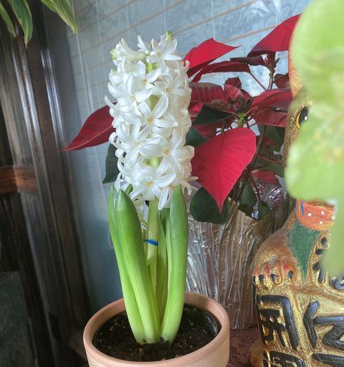 风信子可以水培吗（水培风信子正确养法讲解）