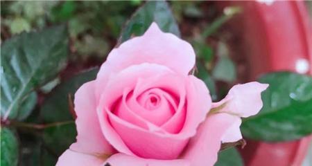 关于玫瑰花的小知识有哪些（有关玫瑰花的养护技巧）