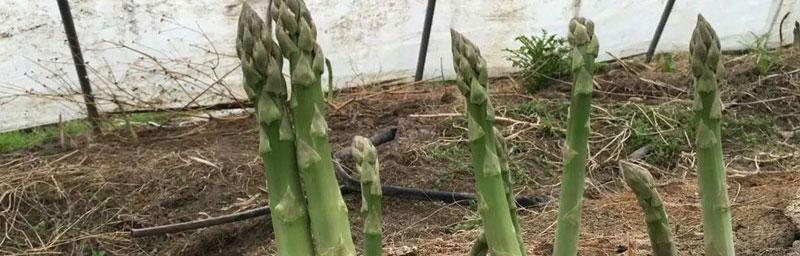 芦笋怎么种（芦笋的种植方法步骤）