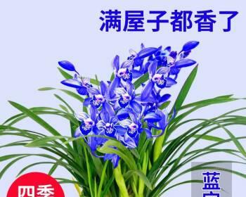 君子兰花怎么养殖（君子兰盆栽方法和注意事项）