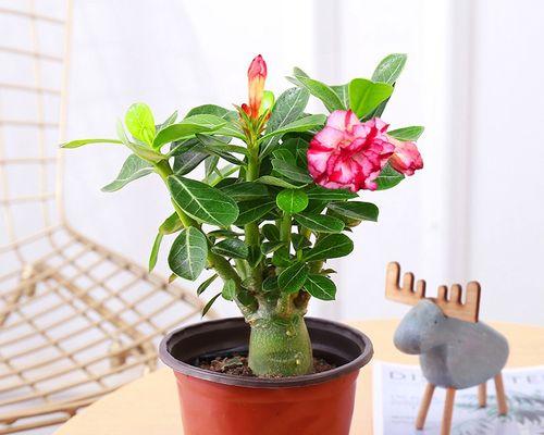 玫瑰花养殖方法（玫瑰花的养护与栽培）