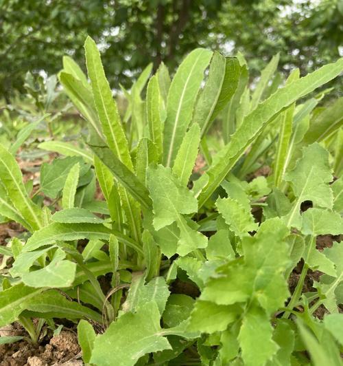 水茄可以吃吗（水茄的食用方法介绍）