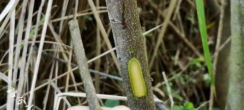 如何嫁接果树方法图解（详细介绍嫁接果树的步骤和技巧）