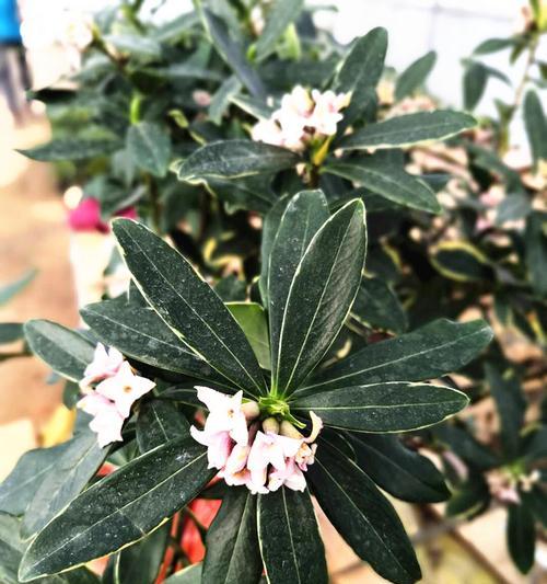 瑞香花放室内有毒吗（家养瑞香花注意事项）