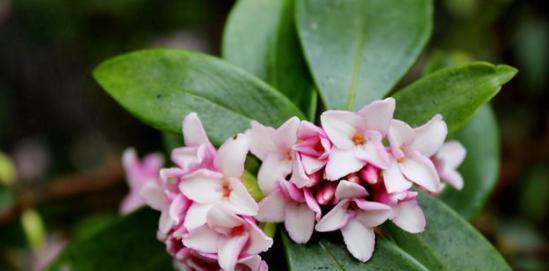 瑞香花放室内有毒吗（家养瑞香花注意事项）