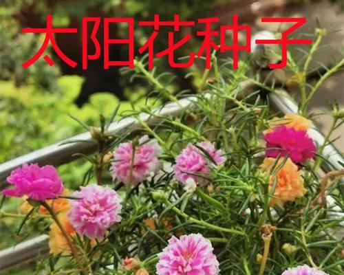 太阳花如何种植和管理（太阳花栽培技术要点）