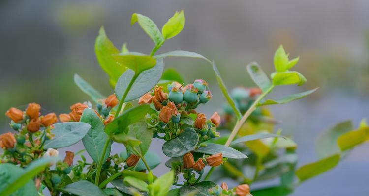 蓝莓树适合什么地方栽（简述蓝莓种植条件要求）