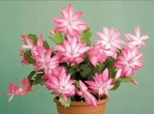 冬天可以养什么花（适合冬季的植物推荐）