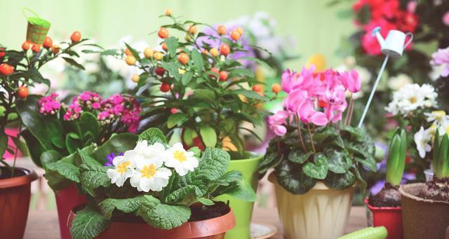 冬天可以养什么花（适合冬季的植物推荐）