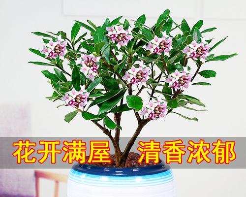 冬天可以养什么花（适合冬季的植物推荐）