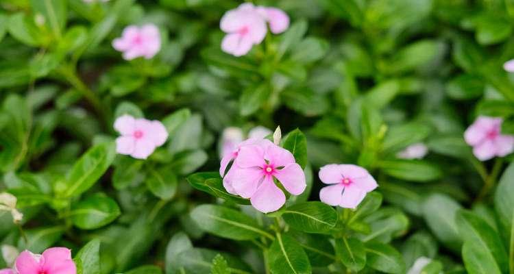 长春花有几种颜色（常见的长春花颜色）