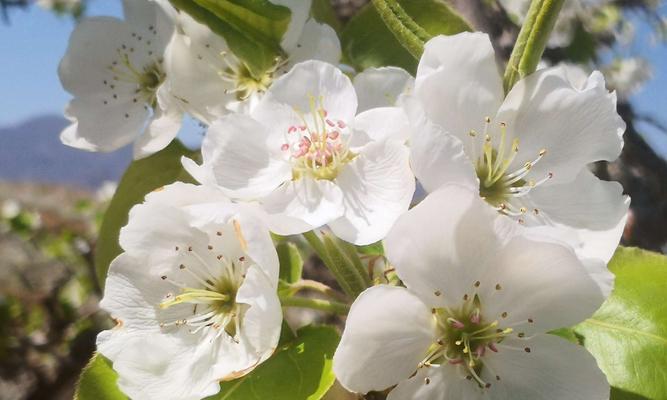 梨花花期一般在几月份（关于梨花的开花时间）
