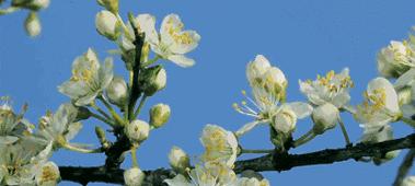 梨花花期一般在几月份（关于梨花的开花时间）