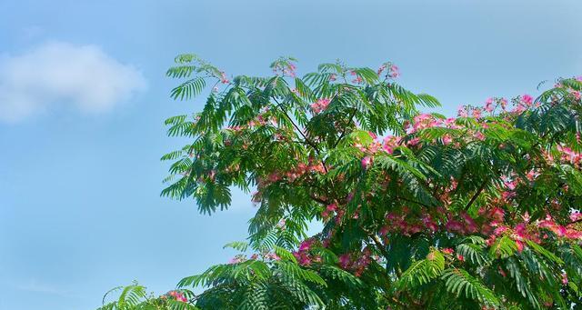 合欢树什么时候种植（合欢树种植技术要点）