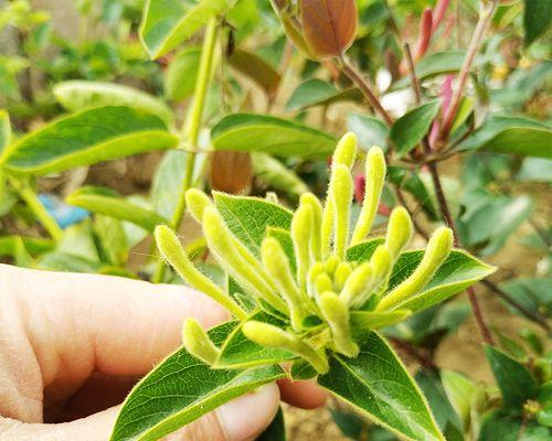 金银花品种哪个好养（好养的金银花品种介绍）