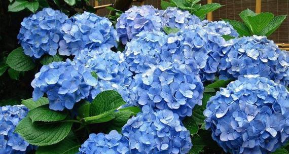 蓝色绣球花花语是什么意思（绣球花的寓意和象征）