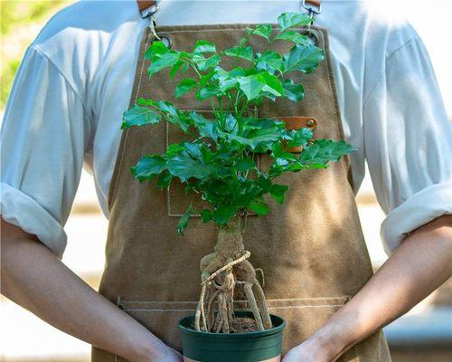 幸福树如何养好（幸福树的养护小窍门）