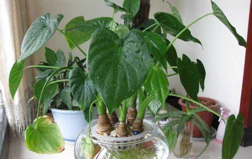 关于水培植物的资料大全（关于水培植物的养护技巧）