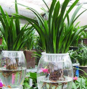 关于水培植物的资料大全（关于水培植物的养护技巧）