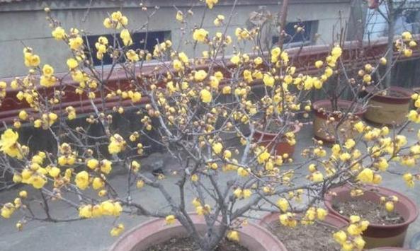 盆栽腊梅怎么养（腊梅盆栽的养殖方法和注意事项）