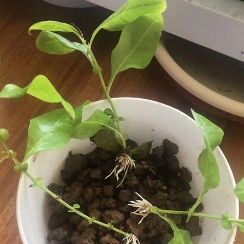 木香花如何扦插（木香花的扦插时间和方法）