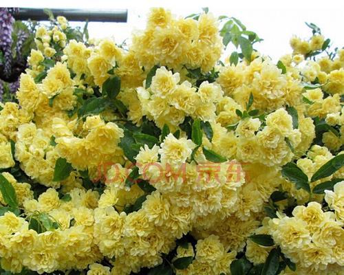 木香花如何扦插（木香花的扦插时间和方法）