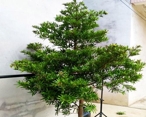罗汉松什么品种最名贵（罗汉松最名贵种类）