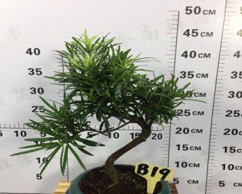 罗汉松什么品种最名贵（罗汉松最名贵种类）