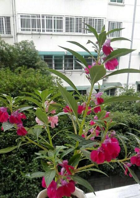 凤仙花有毒吗怎么养（关于凤仙花养殖方法）