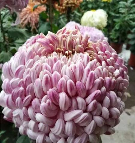 菊花的品种有哪些（常见菊花品种介绍）