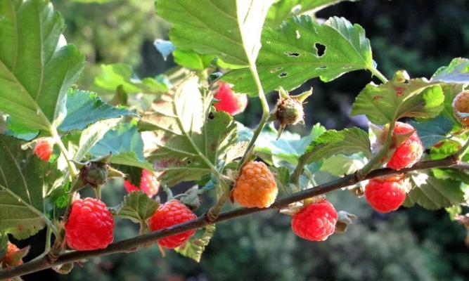 野生树莓怎么种植（关于野生树莓栽培方法）