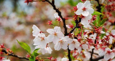樱花几月开得最旺盛（有关樱花的养护要点）