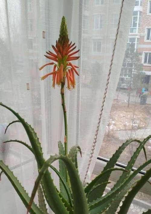 芦荟怎么养才能开花（关于芦荟浇水的正确方法）
