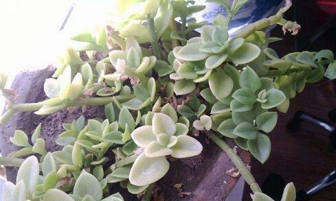 厚脸皮植物怎么养殖好（厚脸皮植物盆景养护要点）