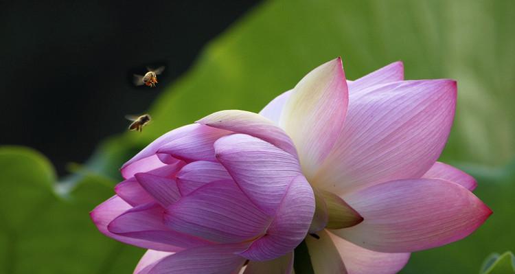 并蒂莲的象征意义是什么（关于并蒂莲花的含义）