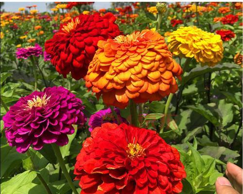 百日菊种子种植时间及方法（百日菊播种时间）
