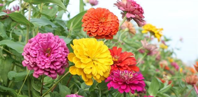 百日菊种子种植时间及方法（百日菊播种时间）