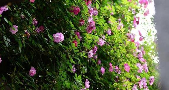 蔷薇花怎么种植（蔷薇花种植方法及养护）