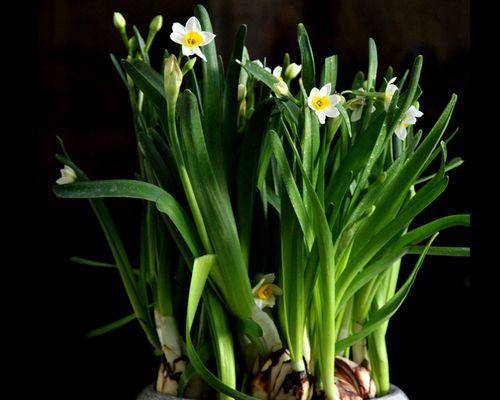 水仙花水培方法图解（简单易行的水仙花水培技巧）