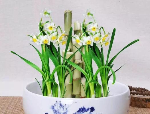 水仙花水培方法图解（简单易行的水仙花水培技巧）