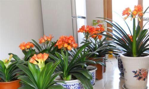 阳台养什么植物最（有关阳台最的植物排名）
