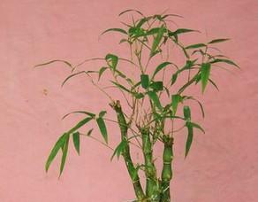 竹子品种大全介绍（最常见的竹子品种）