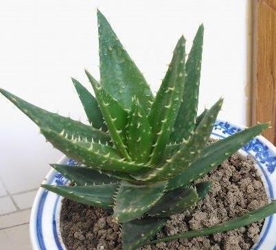 芦荟哪个品种养（盘点六个常见的芦荟品种）