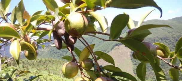 油茶怎么种植（油茶树栽培管理技术）