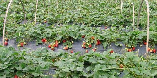 草莓怎么种植结果多（草莓的种植方法及管理技术）